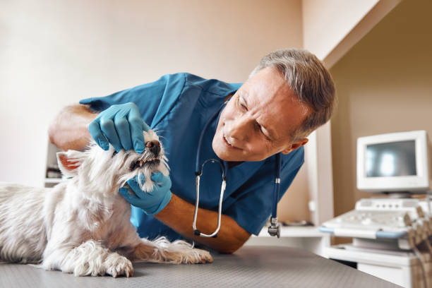 Best Pediatric Emergency Dentist in Goulds, FL